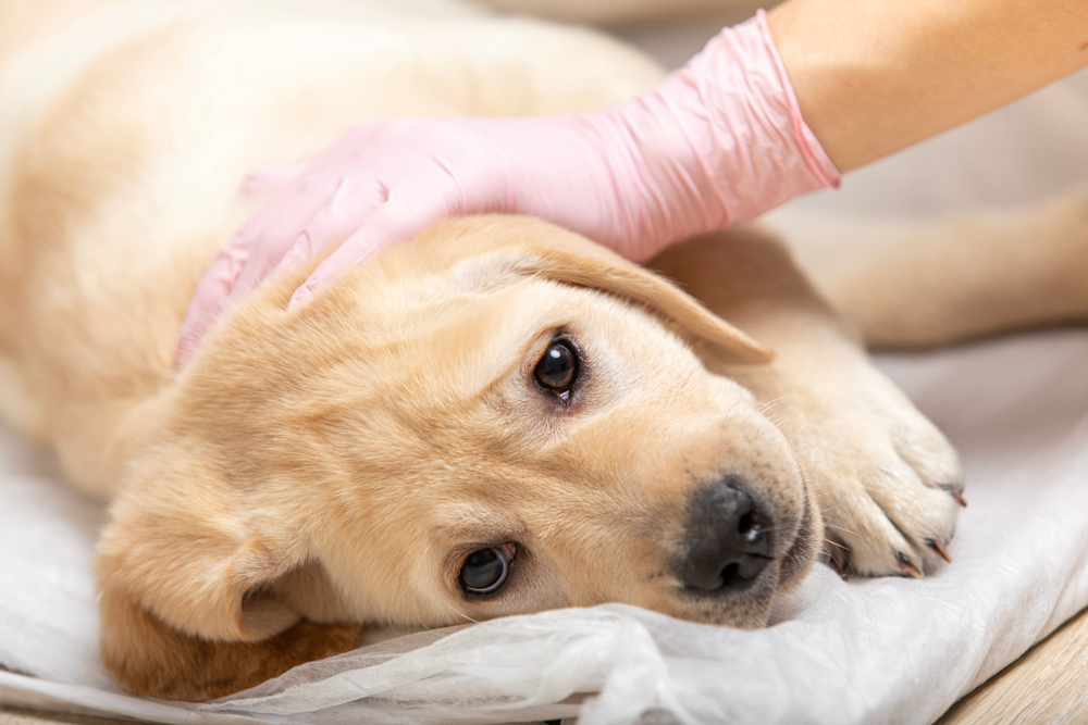 Importance of Parvovirus Disinfection When Buying A new Puppy